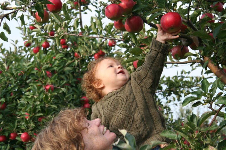 Apple Picking Near Me Farm And Orchards